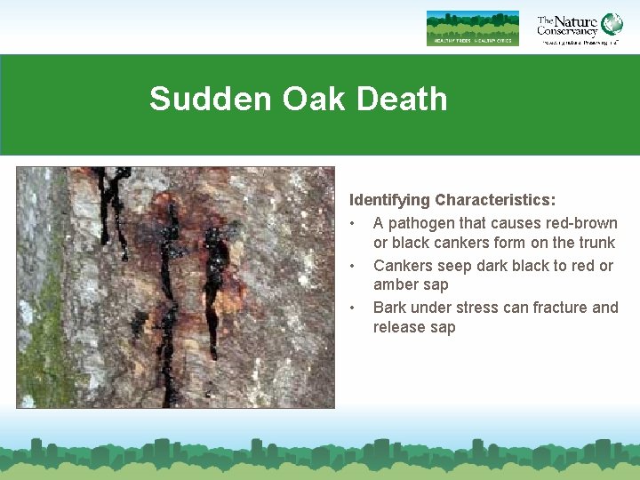 Sudden Oak Death Identifying Characteristics: • A pathogen that causes red-brown or black cankers