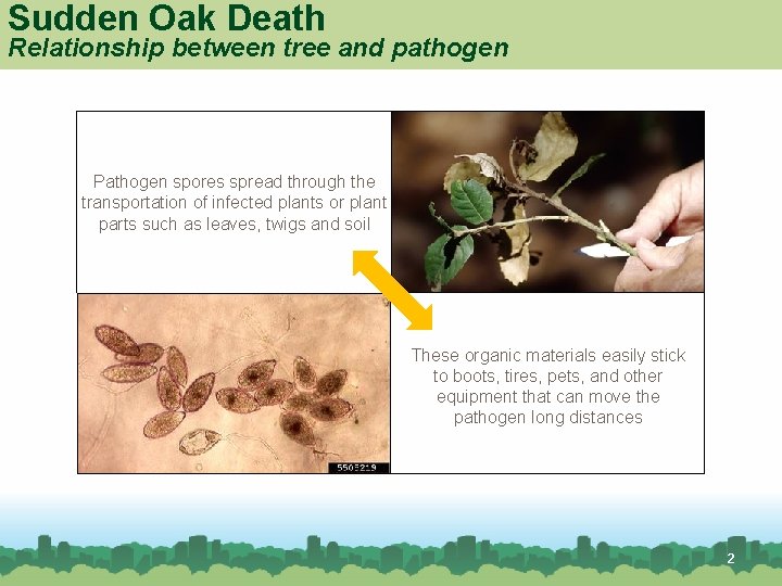 Sudden Oak Death Relationship between tree and pathogen Pathogen spores spread through the transportation