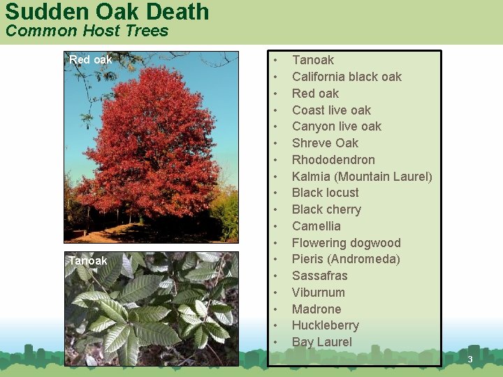 Sudden Oak Death Common Host Trees Red oak Tanoak • • • • •