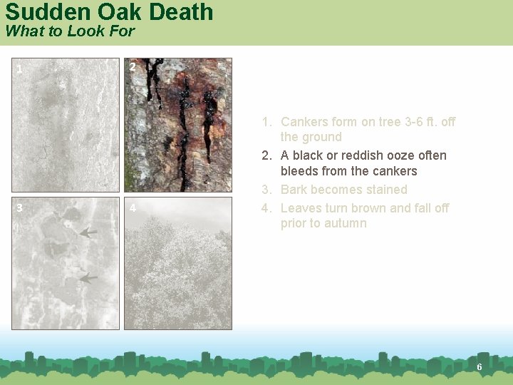 Sudden Oak Death What to Look For 1 3 Red oak 2 4 1.