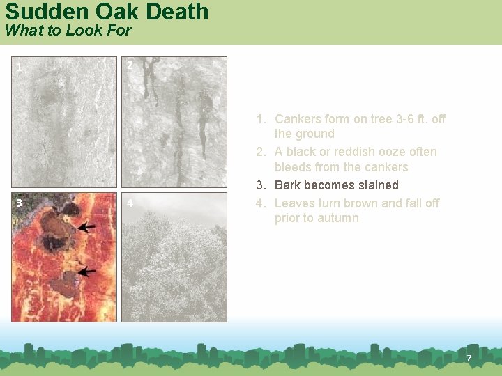 Sudden Oak Death What to Look For 1 3 Red oak 2 4 1.