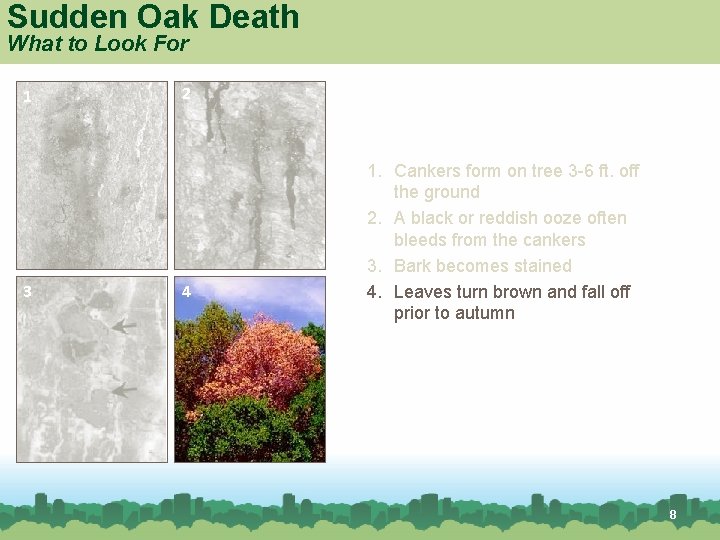 Sudden Oak Death What to Look For 1 3 Red oak 2 4 1.