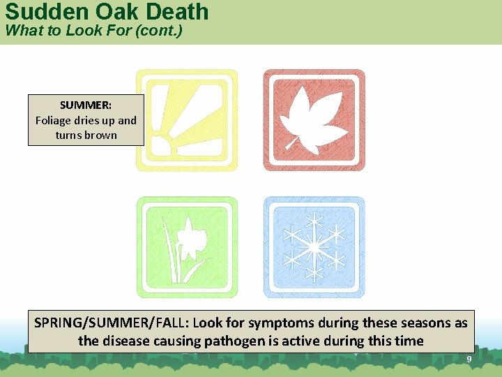 Sudden Oak Death What to Look For (cont. ) SUMMER: Foliage dries up and