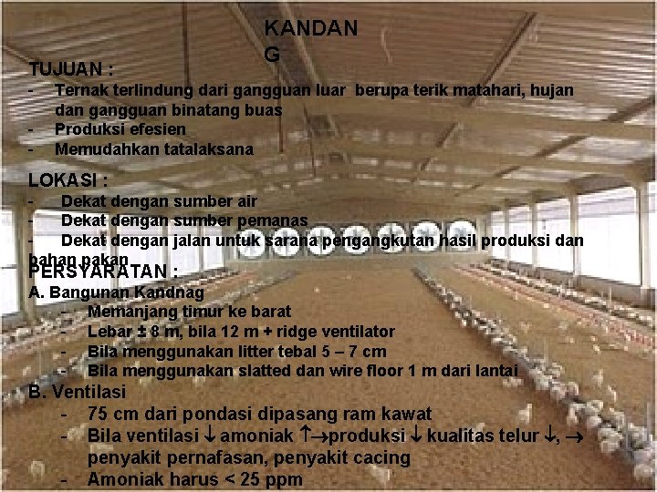 TUJUAN : - KANDAN G Ternak terlindung dari gangguan luar berupa terik matahari, hujan TUJUAN : - KANDAN G Ternak terlindung dari gangguan luar berupa terik matahari, hujan