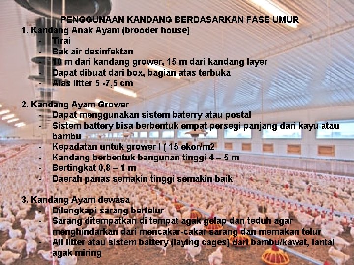 PENGGUNAAN KANDANG BERDASARKAN FASE UMUR 1. Kandang Anak Ayam (brooder house) - Tirai - PENGGUNAAN KANDANG BERDASARKAN FASE UMUR 1. Kandang Anak Ayam (brooder house) - Tirai -