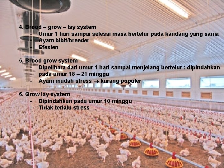 4. Brood – grow – lay system - Umur 1 hari sampai selesai masa 4. Brood – grow – lay system - Umur 1 hari sampai selesai masa