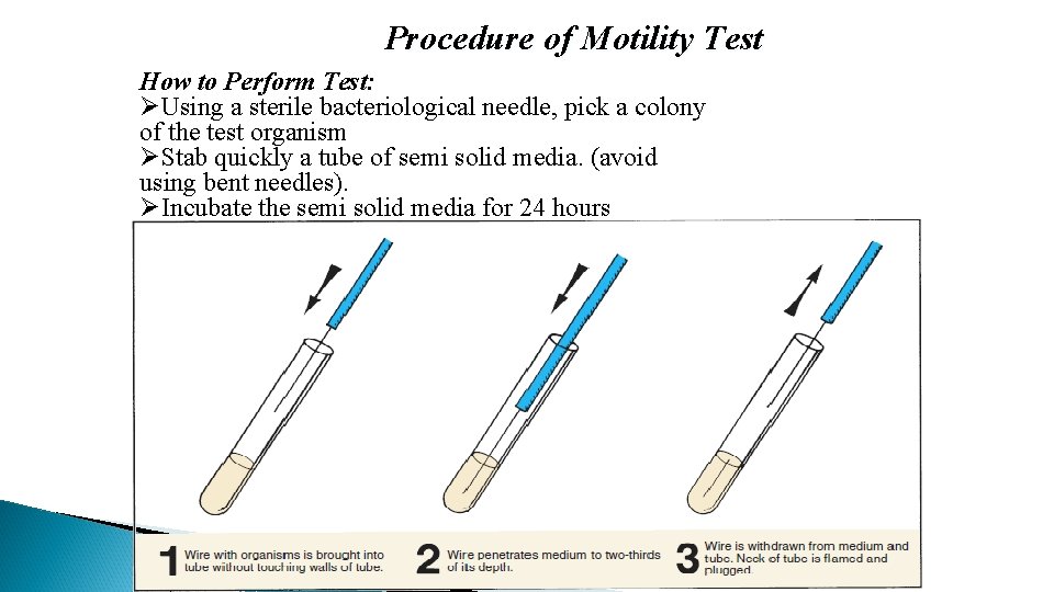 Procedure of Motility Test How to Perform Test: ØUsing a sterile bacteriological needle, pick