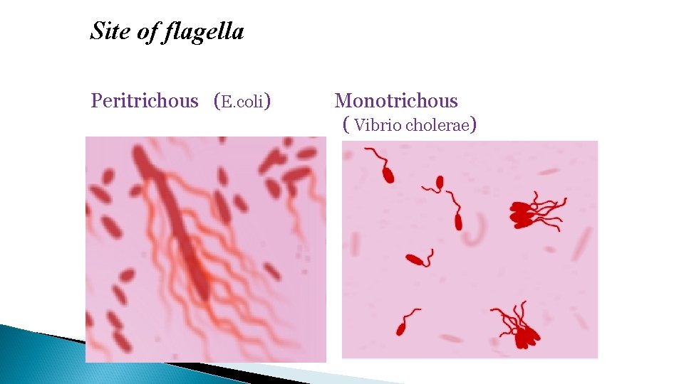 Site of flagella Peritrichous (E. coli) Monotrichous ( Vibrio cholerae) 