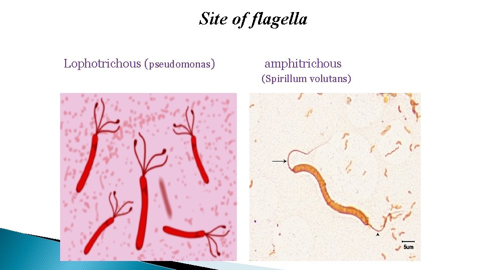 Site of flagella Lophotrichous (pseudomonas) amphitrichous (Spirillum volutans) 