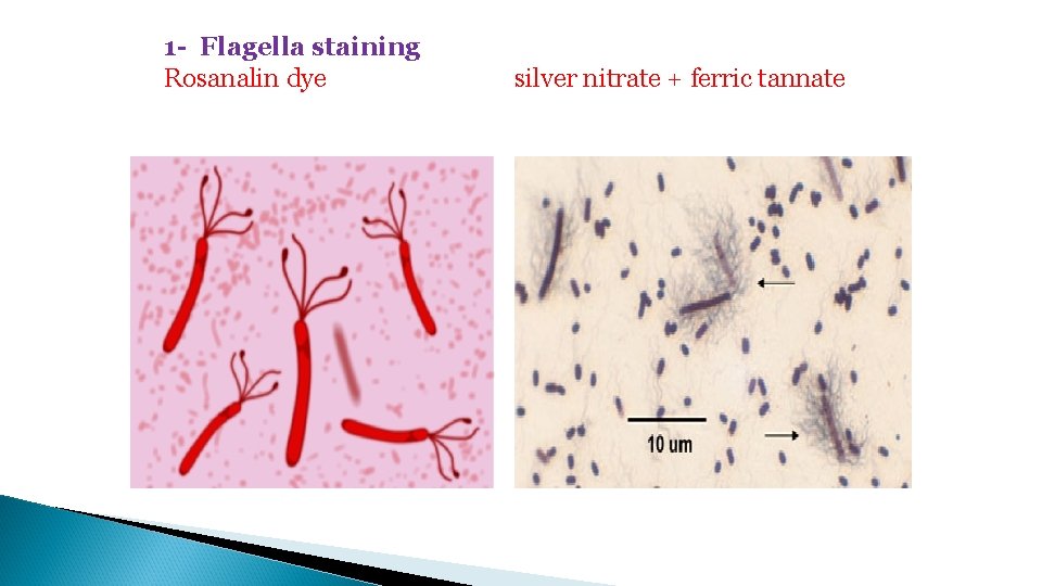 1 - Flagella staining Rosanalin dye silver nitrate + ferric tannate 