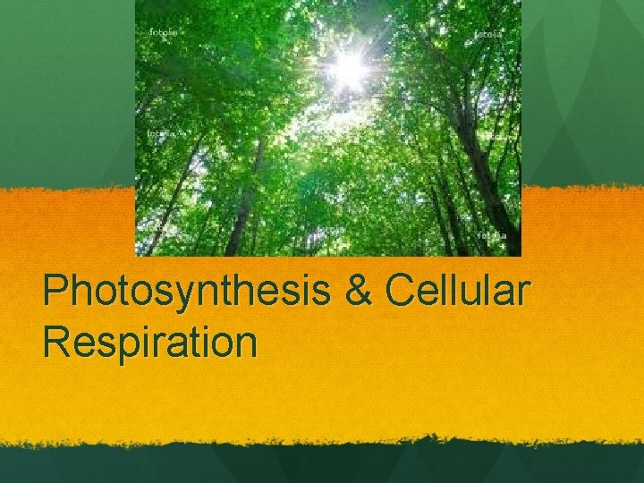 Photosynthesis & Cellular Respiration 