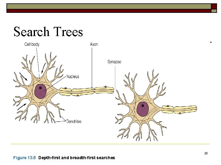 Search Trees 28 Figure 13. 5 Depth-first and breadth-first searches 