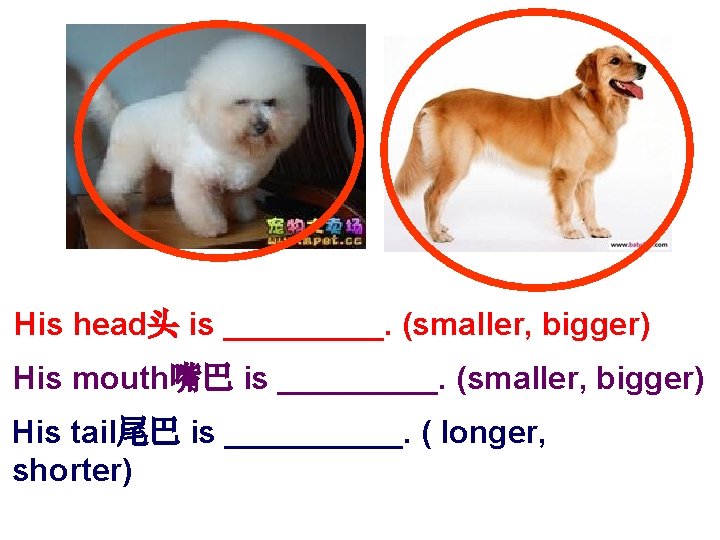 His head头 is _____. (smaller, bigger) His mouth嘴巴 is _____. (smaller, bigger) His tail尾巴