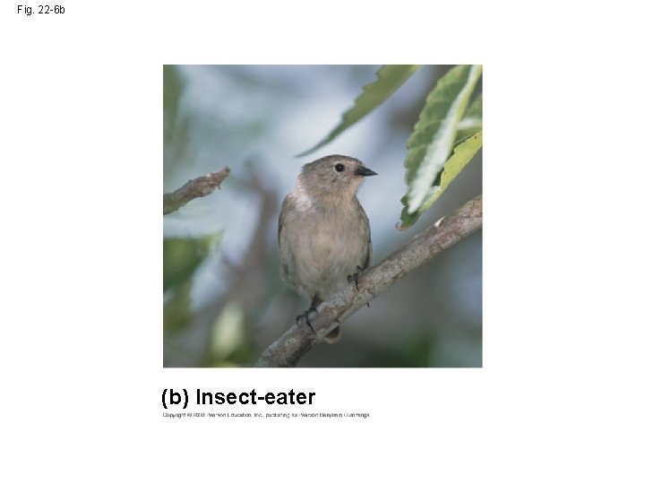Fig. 22 -6 b (b) Insect-eater 