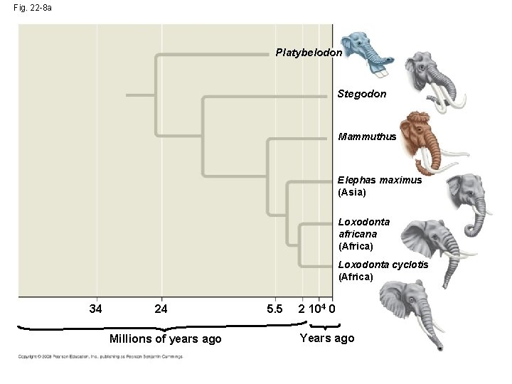 Fig. 22 -8 a Platybelodon Stegodon Mammuthus Elephas maximus (Asia) Loxodonta africana (Africa) Loxodonta