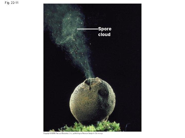 Fig. 22 -11 Spore cloud 