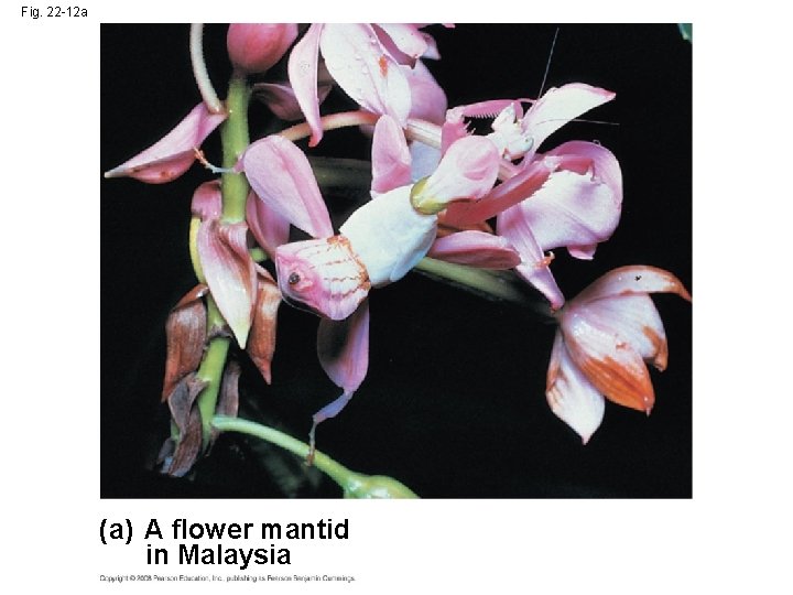 Fig. 22 -12 a (a) A flower mantid in Malaysia 