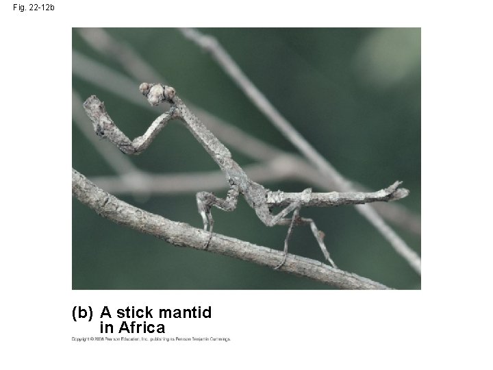 Fig. 22 -12 b (b) A stick mantid in Africa 