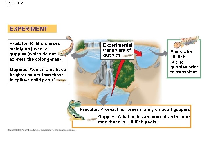 Fig. 22 -13 a EXPERIMENT Predator: Killifish; preys mainly on juvenile guppies (which do