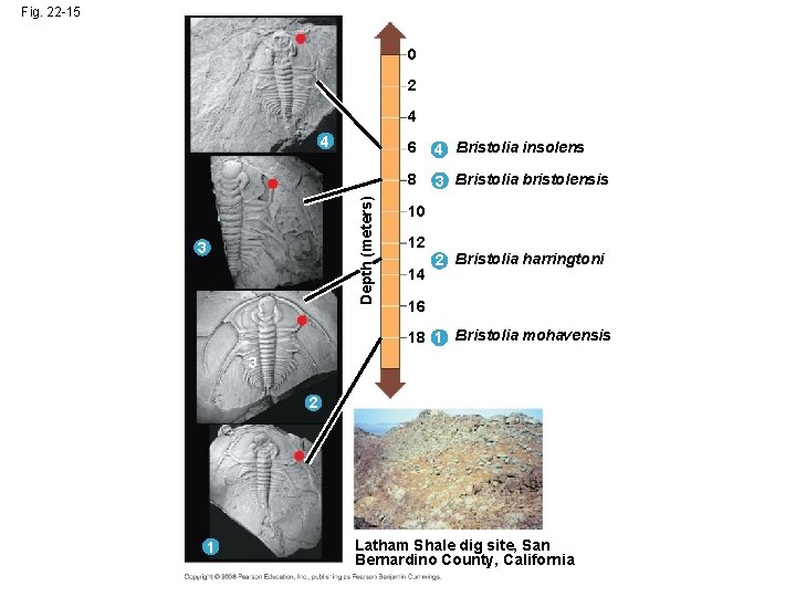 Fig. 22 -15 0 2 4 Depth (meters) 4 3 6 4 Bristolia insolens