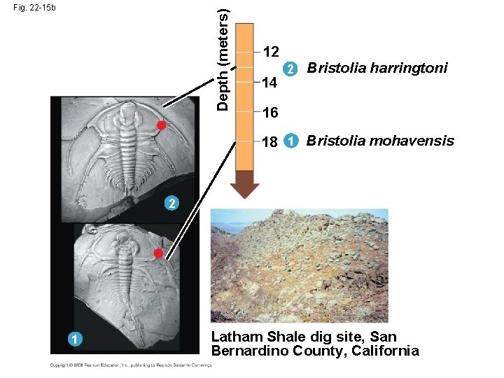 Depth (meters) Fig. 22 -15 b 12 14 2 Bristolia harringtoni 16 18 1