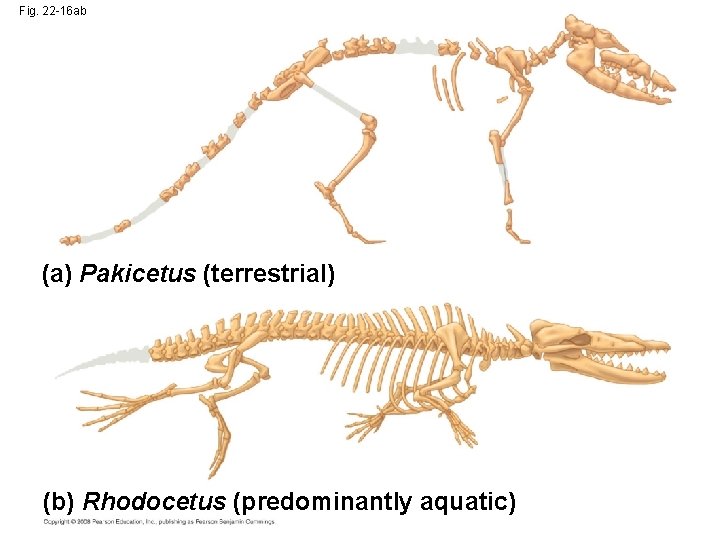 Fig. 22 -16 ab (a) Pakicetus (terrestrial) (b) Rhodocetus (predominantly aquatic) 