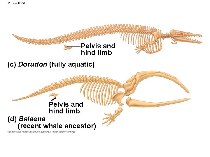 Fig. 22 -16 cd Pelvis and hind limb (c) Dorudon (fully aquatic) Pelvis and