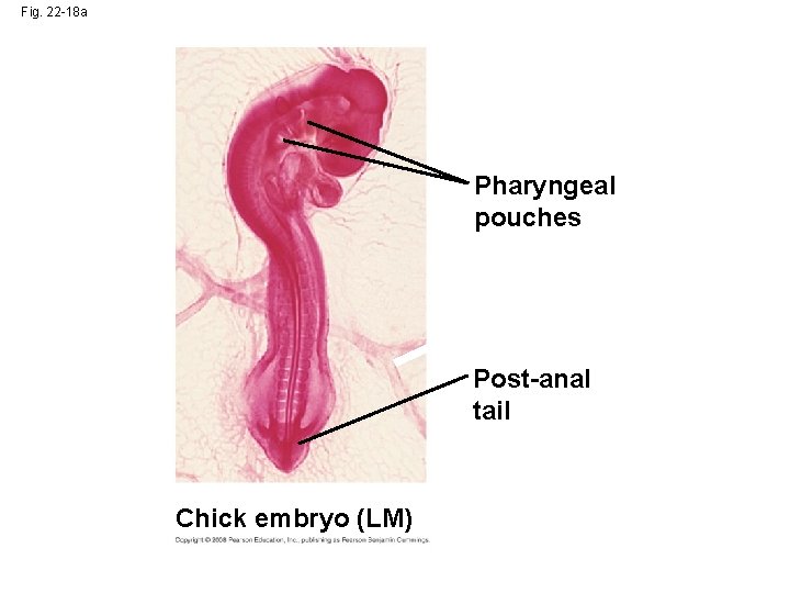 Fig. 22 -18 a Pharyngeal pouches Post-anal tail Chick embryo (LM) 