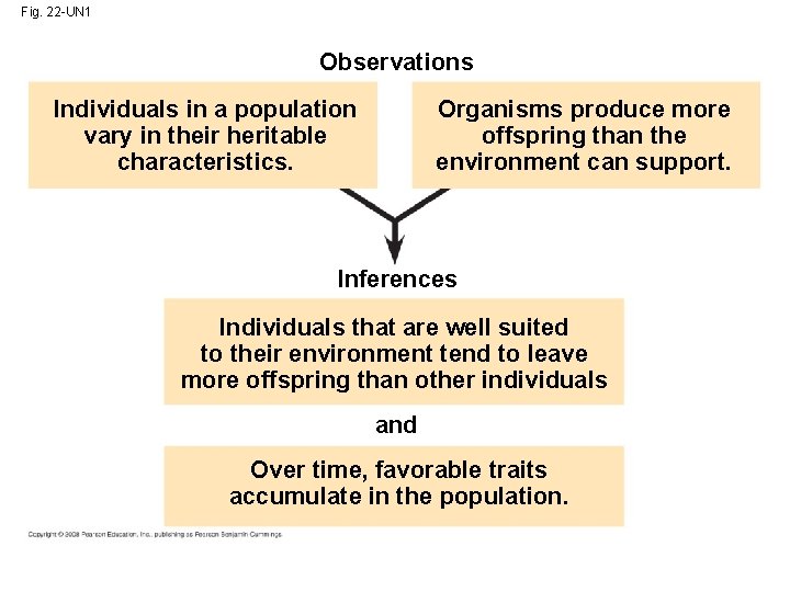 Fig. 22 -UN 1 Observations Individuals in a population vary in their heritable characteristics.