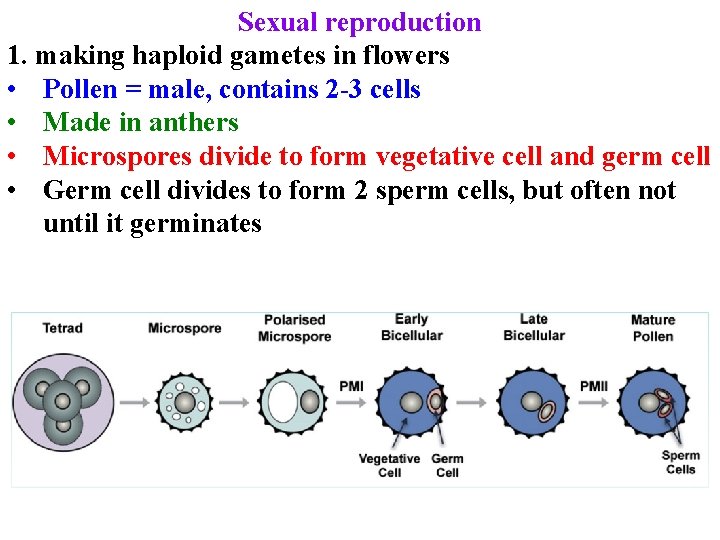 Sexual reproduction 1. making haploid gametes in flowers • Pollen = male, contains 2 Sexual reproduction 1. making haploid gametes in flowers • Pollen = male, contains 2