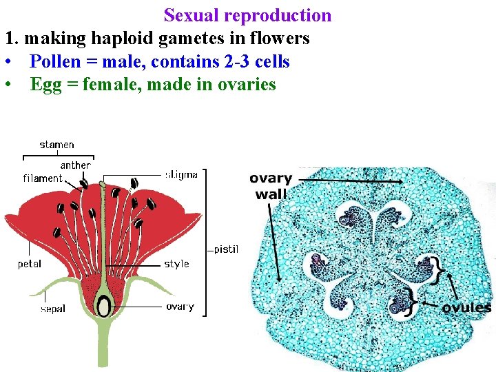 Sexual reproduction 1. making haploid gametes in flowers • Pollen = male, contains 2 Sexual reproduction 1. making haploid gametes in flowers • Pollen = male, contains 2
