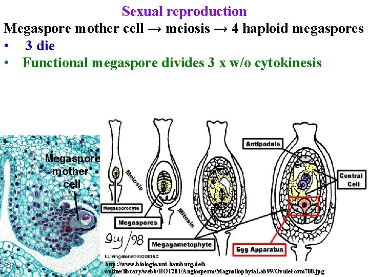 Sexual reproduction Megaspore mother cell → meiosis → 4 haploid megaspores • 3 die Sexual reproduction Megaspore mother cell → meiosis → 4 haploid megaspores • 3 die