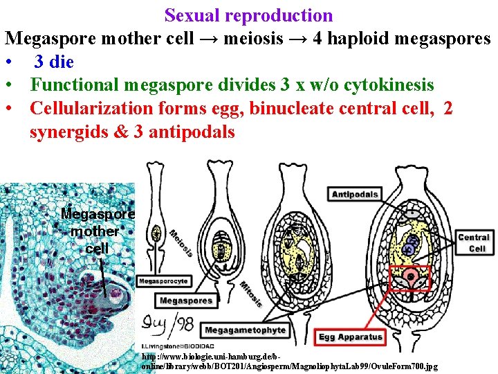 Sexual reproduction Megaspore mother cell → meiosis → 4 haploid megaspores • 3 die Sexual reproduction Megaspore mother cell → meiosis → 4 haploid megaspores • 3 die