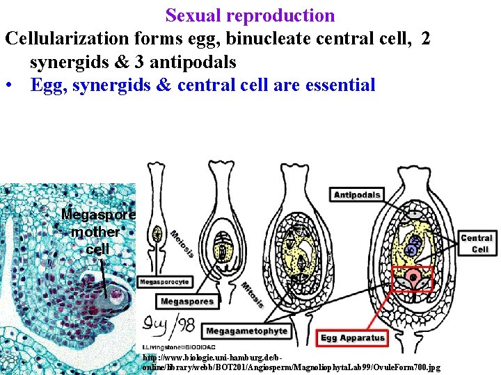 Sexual reproduction Cellularization forms egg, binucleate central cell, 2 synergids & 3 antipodals • Sexual reproduction Cellularization forms egg, binucleate central cell, 2 synergids & 3 antipodals •