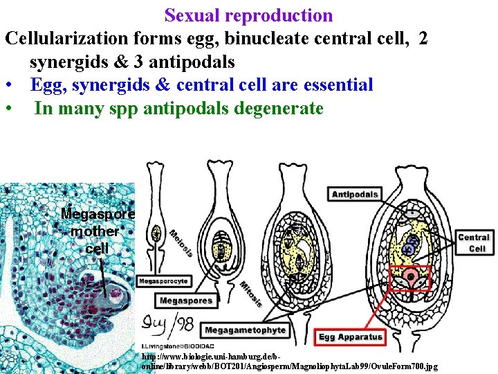 Sexual reproduction Cellularization forms egg, binucleate central cell, 2 synergids & 3 antipodals • Sexual reproduction Cellularization forms egg, binucleate central cell, 2 synergids & 3 antipodals •