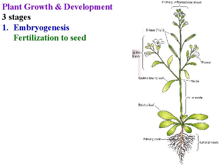 Plant Growth & Development 3 stages 1. Embryogenesis Fertilization to seed Plant Growth & Development 3 stages 1. Embryogenesis Fertilization to seed