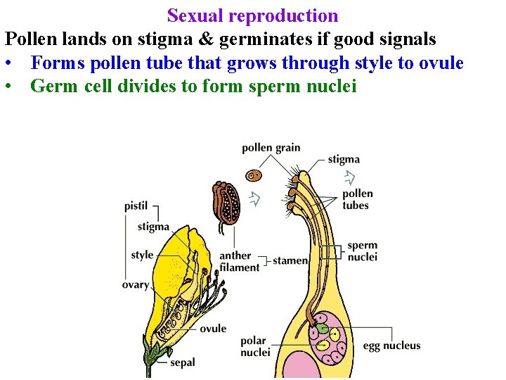 Sexual reproduction Pollen lands on stigma & germinates if good signals • Forms pollen Sexual reproduction Pollen lands on stigma & germinates if good signals • Forms pollen