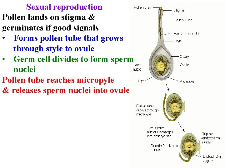 Sexual reproduction Pollen lands on stigma & germinates if good signals • Forms pollen Sexual reproduction Pollen lands on stigma & germinates if good signals • Forms pollen