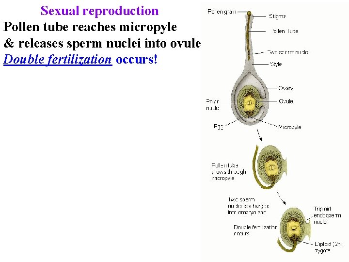 Sexual reproduction Pollen tube reaches micropyle & releases sperm nuclei into ovule Double fertilization Sexual reproduction Pollen tube reaches micropyle & releases sperm nuclei into ovule Double fertilization