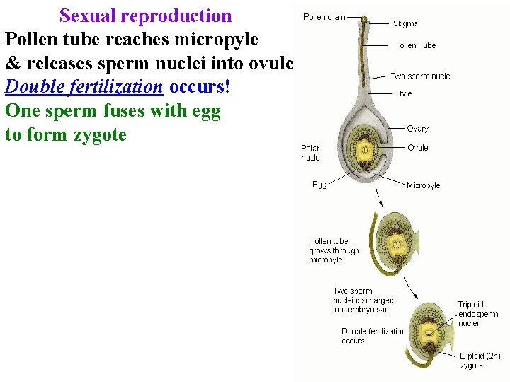 Sexual reproduction Pollen tube reaches micropyle & releases sperm nuclei into ovule Double fertilization Sexual reproduction Pollen tube reaches micropyle & releases sperm nuclei into ovule Double fertilization