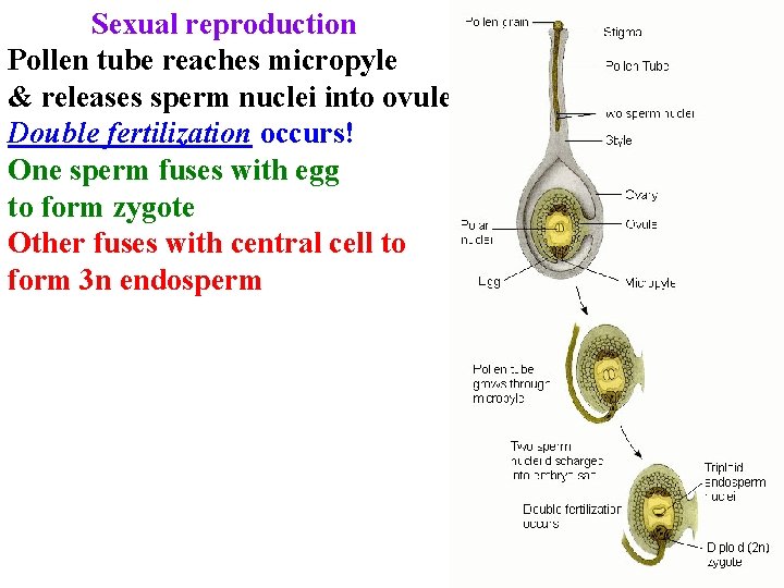 Sexual reproduction Pollen tube reaches micropyle & releases sperm nuclei into ovule Double fertilization Sexual reproduction Pollen tube reaches micropyle & releases sperm nuclei into ovule Double fertilization