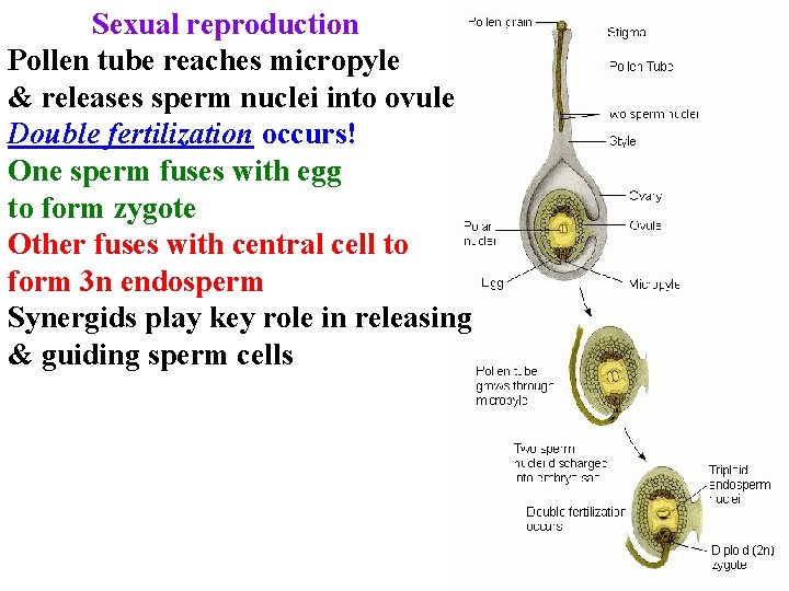 Sexual reproduction Pollen tube reaches micropyle & releases sperm nuclei into ovule Double fertilization Sexual reproduction Pollen tube reaches micropyle & releases sperm nuclei into ovule Double fertilization