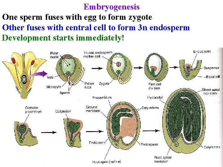 Embryogenesis One sperm fuses with egg to form zygote Other fuses with central cell Embryogenesis One sperm fuses with egg to form zygote Other fuses with central cell