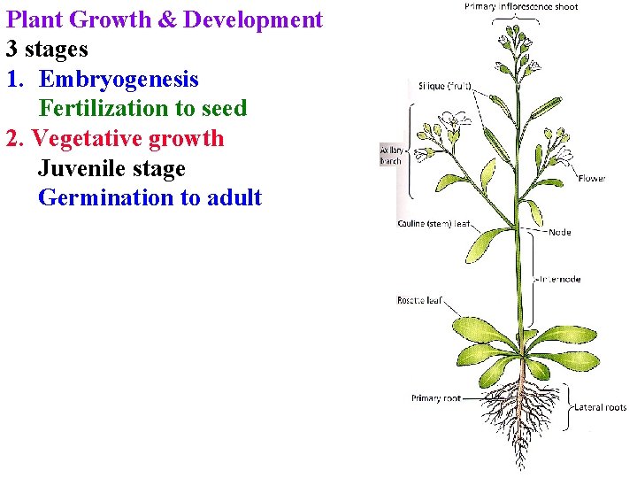 Plant Growth & Development 3 stages 1. Embryogenesis Fertilization to seed 2. Vegetative growth Plant Growth & Development 3 stages 1. Embryogenesis Fertilization to seed 2. Vegetative growth