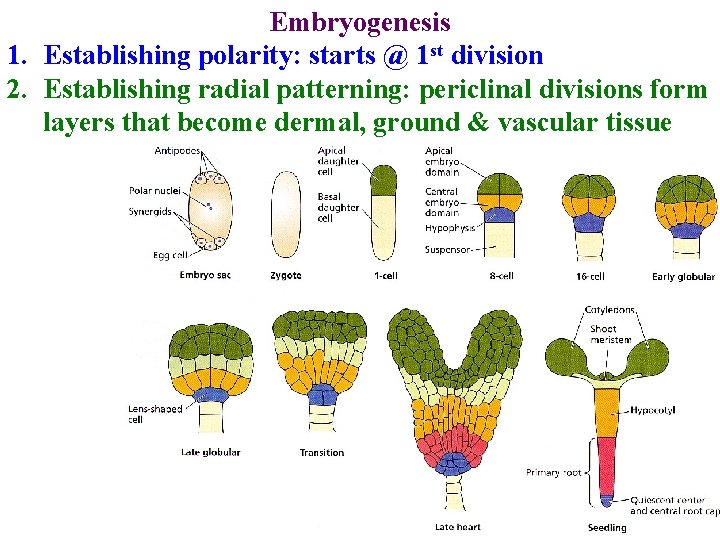 Embryogenesis 1. Establishing polarity: starts @ 1 st division 2. Establishing radial patterning: periclinal Embryogenesis 1. Establishing polarity: starts @ 1 st division 2. Establishing radial patterning: periclinal