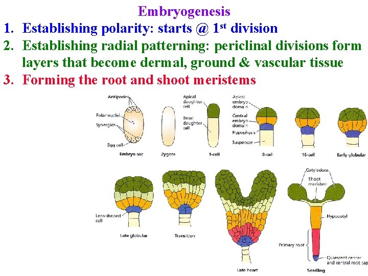 Embryogenesis 1. Establishing polarity: starts @ 1 st division 2. Establishing radial patterning: periclinal Embryogenesis 1. Establishing polarity: starts @ 1 st division 2. Establishing radial patterning: periclinal