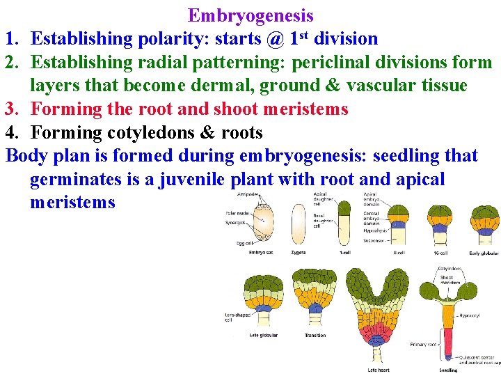 Embryogenesis 1. Establishing polarity: starts @ 1 st division 2. Establishing radial patterning: periclinal Embryogenesis 1. Establishing polarity: starts @ 1 st division 2. Establishing radial patterning: periclinal