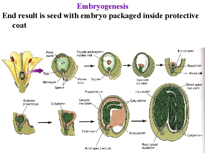 Embryogenesis End result is seed with embryo packaged inside protective coat Embryogenesis End result is seed with embryo packaged inside protective coat