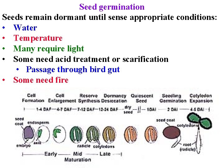 Seed germination Seeds remain dormant until sense appropriate conditions: • Water • Temperature • Seed germination Seeds remain dormant until sense appropriate conditions: • Water • Temperature •