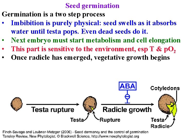 Seed germination Germination is a two step process • Imbibition is purely physical: seed Seed germination Germination is a two step process • Imbibition is purely physical: seed